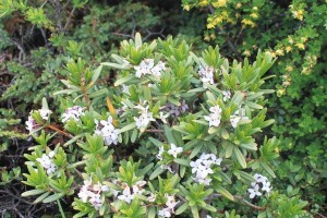 白瑞香花的养殖技巧与注意事项（了解白瑞香花的生长习性，轻松打造迷人花园）