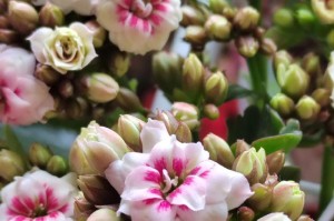 长寿之花（探寻中国传统文化中代表长寿的花卉）