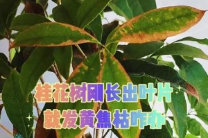桂花树掉叶怎么办？（如何有效防治桂花树掉叶的问题）