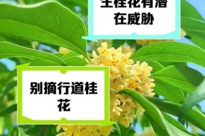 解决8月份桂花不开花的问题（让桂花在八月绽放的秘诀）