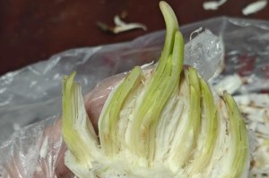美丽水仙花的种植与繁殖技巧（以水仙花怎么切来繁殖更多的水仙花）