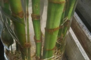 水培竹转运后未发芽的原因及解决方法（探索水培竹在转运过程中未发芽的问题及对策）