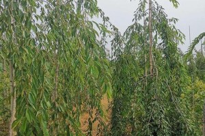 以多枝胸径为主的树木测量方法及应用（全面了解树木生长状态的关键指标——多枝胸径）