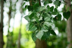 大豆不是裸子植物，它属于什么类型的植物？（大豆属于哪一类植物，相关知识详解）