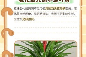 鸿运当头，叶子不亮怎么办？（教你突破困境，发挥潜力的关键策略）