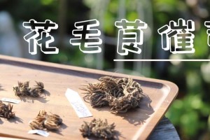 探索蝴蝶花毛茛催芽的方法（以蝴蝶花毛茛种子浸泡处理为例）