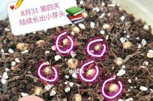 快速剥干桂圆核盆栽的种植技巧（一步步教你如何剥干桂圆核并成功种植）