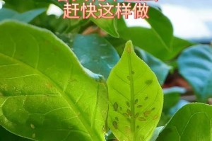 花卉长虫的防治方法（掌握正确方法，让花卉远离害虫）