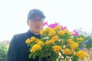 室内养黄金梅的技巧（了解黄金梅的习性，打造美丽室内花园）