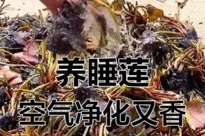 培育多样化的睡莲品种（从种植到繁殖，探索多样化睡莲花园的奥秘）