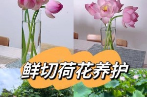 如何正确养护荷花？（荷花养护的关键技巧与注意事项）