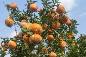 探究谷的农作物特点（从生长环境、种植特点、收获方法等方面详细解析）