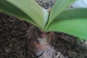 野外花草的移栽技巧（掌握移栽要领，让野外花草在家中绽放）