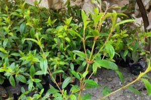 巧学巴西野牡丹浇水方法，让你的花儿更茂盛（详解巴西野牡丹浇水技巧，助你打造生机勃勃的花园）