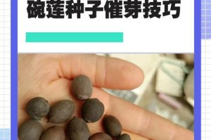 以碗莲的无种子培养之道（发掘碗莲的无限可能，打造独特花园景观）