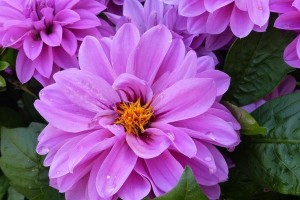大丽花是多年生植物的探究（揭开大丽花多年生谜团——以生长特点为依据）