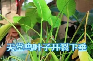 植物叶子耷拉的原因及解决方法（探索植物叶子耷拉的原因，了解如何解决这个问题）