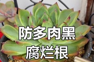 多肉植物根部烂了应急处理方法（快速挽救多肉植物根部烂了的秘诀，告别枯萎与死亡）