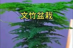 室内盆栽文竹的养殖技巧（掌握文竹养殖关键，打造室内绿色空间）