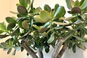 冬季家养花草的养护指南（室内绿色生活，让花草在寒冷的冬季绽放出生机）