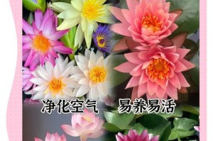 如何养护睡莲以促进开花（掌握睡莲栽培技巧，让其绽放绚丽花朵）