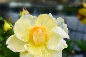 夏日花香花开如意（以花怎么过夏天）