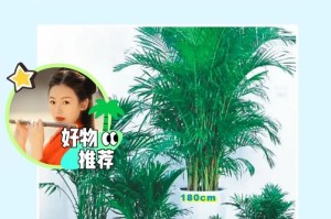 富贵椰子的养殖方法及养护要点