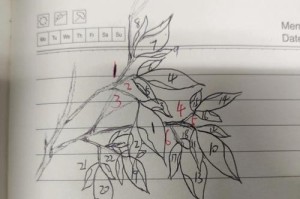 牡丹叶子反卷的原因及处理方法（保护牡丹叶子健康生长，细心护理解决反卷问题）