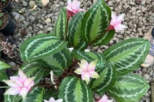 竹芋花养殖技巧大揭秘（打造美丽花园的秘密武器，让竹芋花绽放魅力）