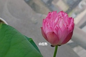 碗莲开花时间及特点（一年开几次花？碗莲的花期与生长环境有何关系？）