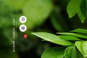 谷类农作物（从谷类农作物的定义到种植管理）