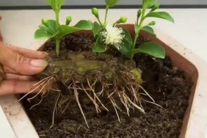 种植石榴如何促进发芽？（探索石榴种植技巧，助力发芽过程）