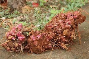 雪莲果种植全攻略（适合种植的月份、种植技巧、养护方法等详解）