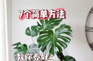 水培龟背竹的养殖方法与注意事项（如何在家中养护龟背竹以及注意避免其枯萎腐烂）