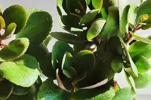 冬天长寿花叶子变软了怎么办？（应对长寿花叶子变软的实用方法）