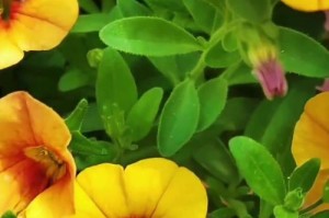 矮牵牛的最佳种植时间（掌握适宜的种植时间，打造美丽的庭院）