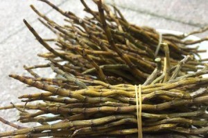 挽救石斛，治疗烂根问题的方法（保护珍贵植物，有效处理石斛烂根难题）