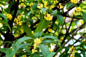 桂花——吉祥之花（桂花的文化寓意和在风水中的重要性）