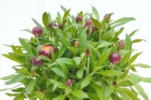 以麦秆菊的种植方法（打造美丽花海的秘诀）