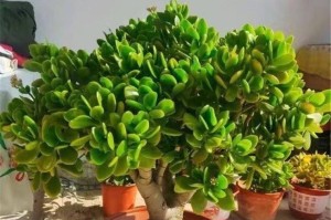 玉树养护小技巧，让您的植物蓬勃生长（掌握这些养护要点，助您打造宜人生态环境）