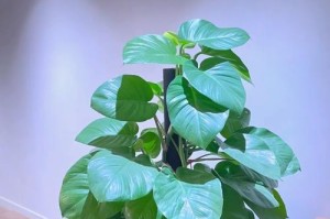 如何养护绿萝，让它更旺盛