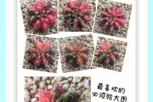 仙人球养殖技巧全解析（如何避免仙人球枯萎？）