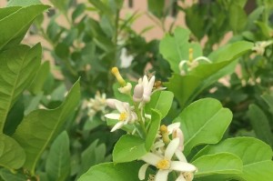 柠檬的种类、特点和用途（探究柠檬的植物学知识、化学成分和营养价值）