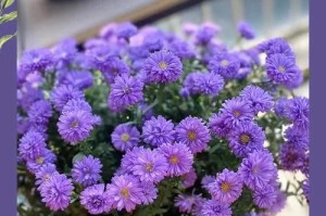 以翠菊怎么没开花？——揭秘翠菊颜色的奥秘（探究为何翠菊的花朵总是不开，只闻香味？）