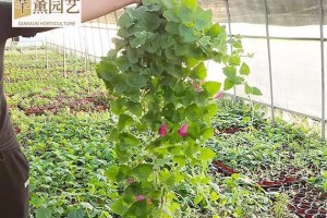 金鱼草为何不开花？（探究金鱼草开花的原因及解决方法）