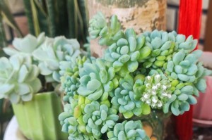 揭秘肉肉开花的真相（肉肉真的会开花吗？开花是什么样子的？）