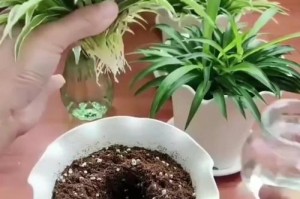 吊兰水培生根的秘诀（掌握水培技巧，让吊兰生根更易成功）