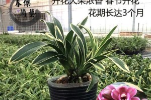 矮种兰花养殖指南（室内养护方法，让你的矮种兰花常青不衰）