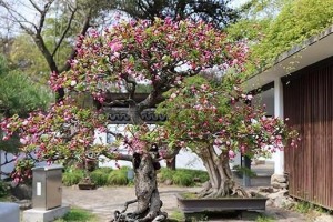 海棠树几年开花结果（探究海棠树的生长周期及开花原理）