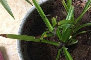 《挽救枯死吊兰的绝招》（用爱和细心为吊兰注入生命的密码）